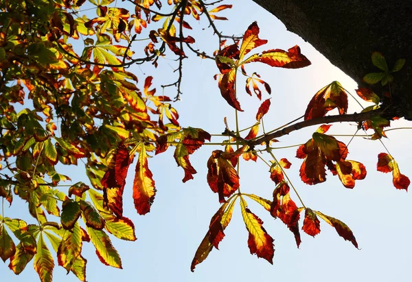 Chestnut tree yellow orange red leaves sun light blue sky in autumn season. Beautiful autumn leaves silhouette in the sky. Autumn yellowed leaves. Chestnut tree leaves blue sky background.