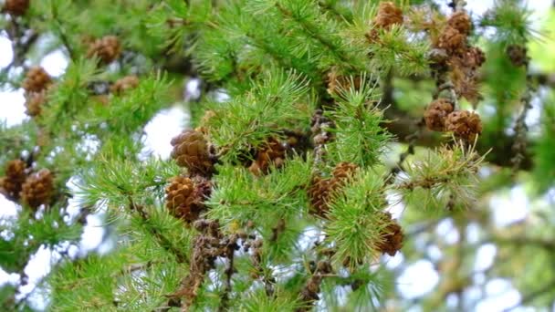 Ast Mit Tannenzapfen Bewegt Sich Langsam Baum — Stockvideo