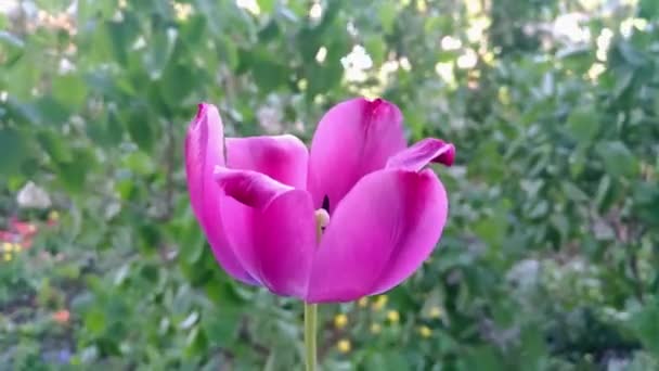 Roze Tulp Bloem Met Bloemen Aderen Bewegen Tuin Wazig Achtergrond — Stockvideo