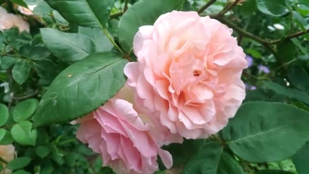 Rose Pąki Kwiatów Zielonymi Liśćmi Gałęzi Trzepotanie Wietrze Ogrodzie Jasnoróżowe — Wideo stockowe