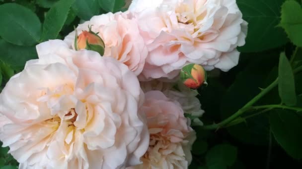 Rosas Brotes Flores Con Ramas Hojas Verdes Revoloteando Viento Jardín — Vídeos de Stock