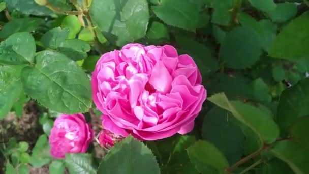 4k bourgeons roses de fleurs avec des feuilles vertes branche flottant dans le vent dans le jardin. Fleur rose fleurit dans la flore de la nature. L'ombre des feuilles tombe sur une fleur de rose.