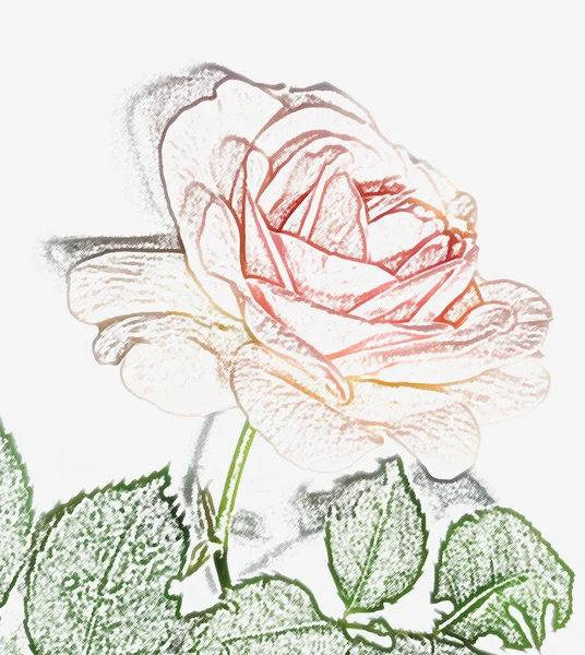 Renkli gül çiçeği yeşili çizim çizim efekti ve kalın dış hatlar. Açık pembe arkaplanda açık pembe gül merkezi. Kalem çizimi çiçek deseni çizimi. Gül çevresi çizgisi.