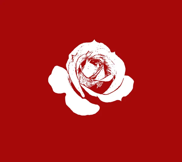 Kırmızı Arkaplanda Beyaz Gül Resmi Dekoratif Çiçek Merkezi Eşiği Etkisi — Stok fotoğraf