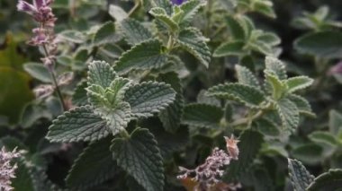 Yavaş çekim HD. Koyu yeşil Melissa bitki yaprakları ve cilt bakımı çok güzel. Çiçek açan sağlıklı bitkisel yaprak. Çaya eklenecek, içecek ve yiyecek olacak şifalı otlar. 