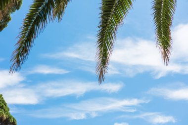 Palmiye ağaçlarının mavi gökyüzü ve beyaz bulutlar. Kopya alanı