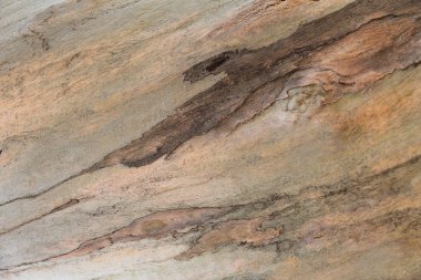 Ahşap doku. Platan ağaç. Doğal doku arka plan. Arka plan