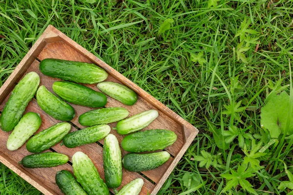 Fresh Cucumbers Box Green Grass Copy Space — Stock Photo, Image
