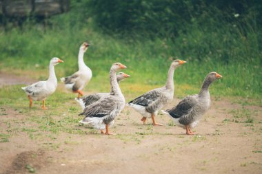 Bir çiftlik evinin yakınındaki bir çayırda yürüyüş güzel beyaz kaz sürüsü. Vintage tonlama.