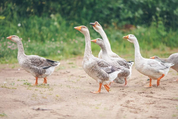 Una Manada Hermosos Gansos Blancos Caminando Prado Cerca Una Granja — Foto de Stock