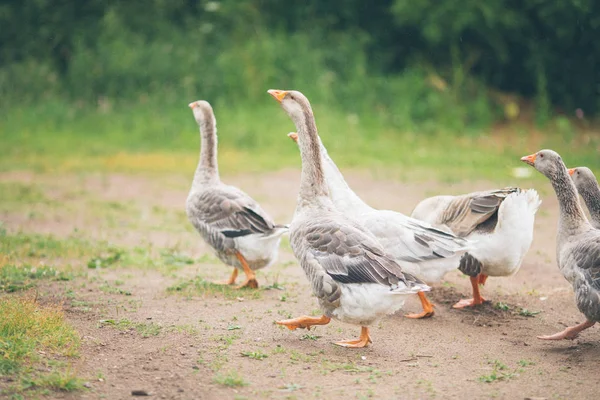 Una Manada Hermosos Gansos Blancos Caminando Prado Cerca Una Granja — Foto de Stock