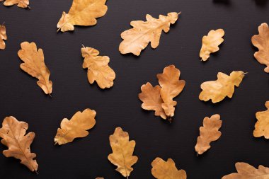 Sonbahar arka plan. Siyah masaya kuru meşe yaprakları. Üstten görünüm. Düz yatıyordu.