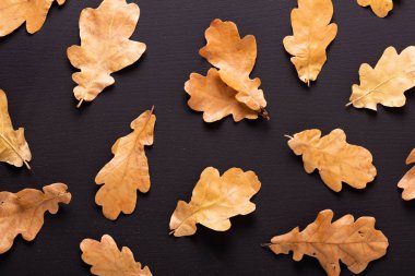 Sonbahar arka plan. Siyah masaya kuru meşe yaprakları. Üstten görünüm. Düz yatıyordu.