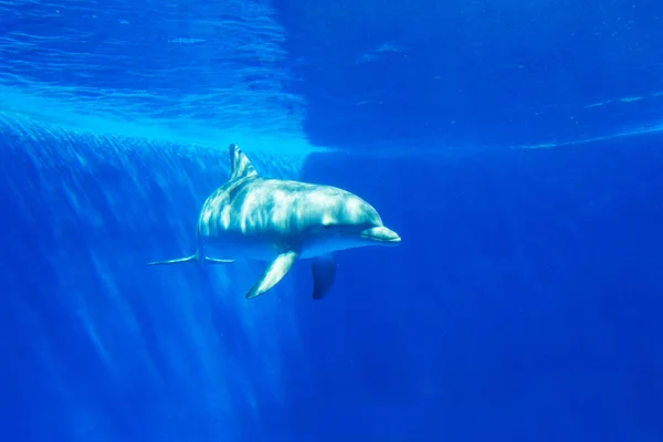 돌고래는 수족관에 아무것도 — 스톡 사진