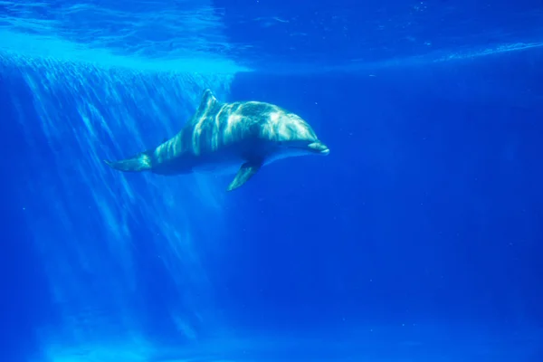 Δελφίνι Που Κολυμπά Κάτω Από Νερό Στο Ενυδρείο Γαλάζια Νερά — Φωτογραφία Αρχείου