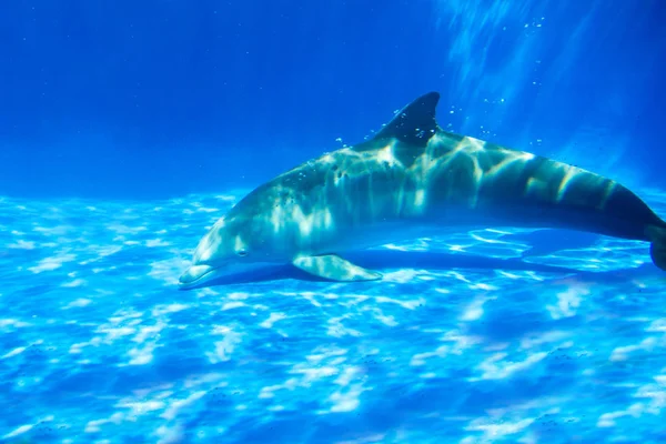 Dolfijn Zwemt Onder Het Water Het Aquarium Blauw Water — Stockfoto