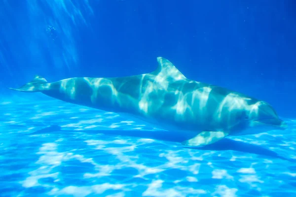 Delphin Schwimmt Aquarium Unter Wasser Blaues Wasser — Stockfoto