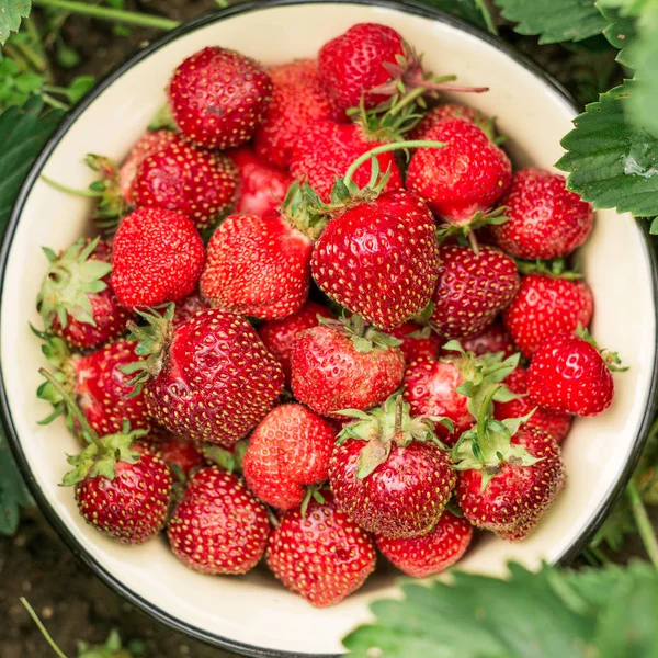 Fresh strawberry in bowl in the garden Outdoor Summer Selective Focus. Top view. Copy space