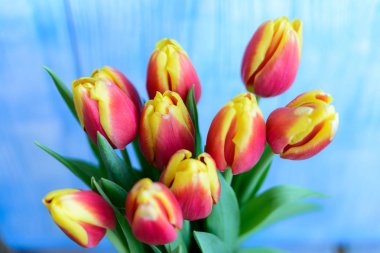 Buket lale mavi arka plan üzerinde kırmızı ve sarı. Seçici odak.