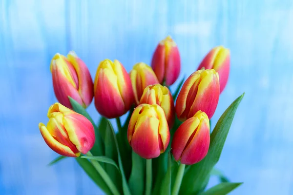 Bouquet red and yellow tulips on blue background. Selective focus.