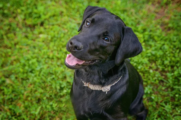 Schöner schwarzer Retriever auf einem Fußweg im Park. Grünanlage. Weicher Fokus — Stockfoto