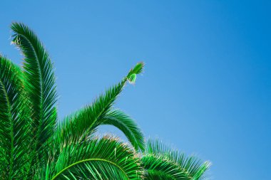 Mavi gökyüzü arkaplanındaki yeşil palmiye ağacı Boşluğu kopyala
