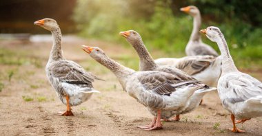 Çiftlikteki kazlar kırsal alanda güneş parlıyor - Görüntü