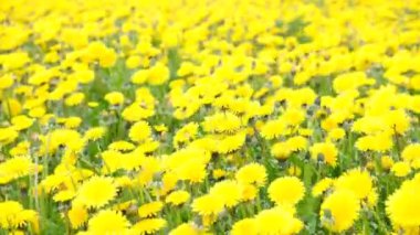 Baharın güneşli günlerinde rüzgarda sallanan çiçek açan karahindibalarla dolu bir tarla. Sonsuz çiçek tarlası. 4k görüntü