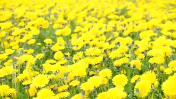 Campo Con Dientes León Flor Balanceándose Viento Día Soleado Primavera — Vídeos de Stock