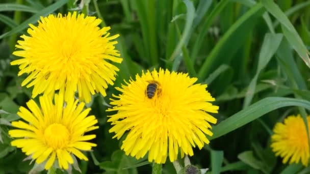 Бджола Збирає Нектар Або Мед Жовтій Кульбабі Кадри — стокове відео