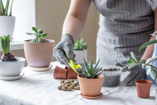 Női Kertész Transzplantáció Zamatos Fogalom Otthoni Kertészkedés Ültetés Virágok Pot — Stock Fotó