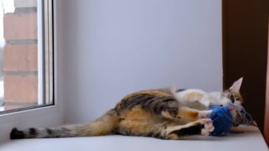 Pencerenin pervazında ip yumağıyla oynayan komik bir kedi. Üç renkli kedi. 4k görüntü.
