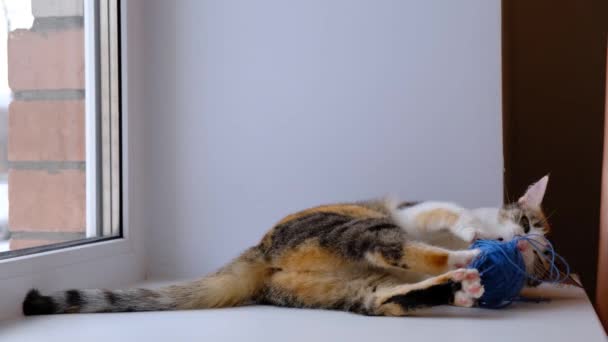 Rolig Katt Leker Med Boll Tråd Fönsterbrädan Tricolor Katt Bilder — Stockvideo