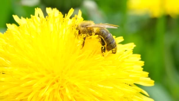 Bienen Sammeln Nektar Oder Honig Auf Einem Gelben Löwenzahn Nahaufnahme — Stockvideo