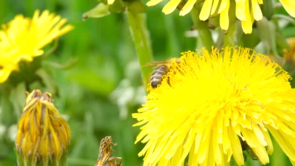 蜜や蜂蜜を黄色のタンポポに集め 飛び去るよりも 接近中だ 4K映像 — ストック動画