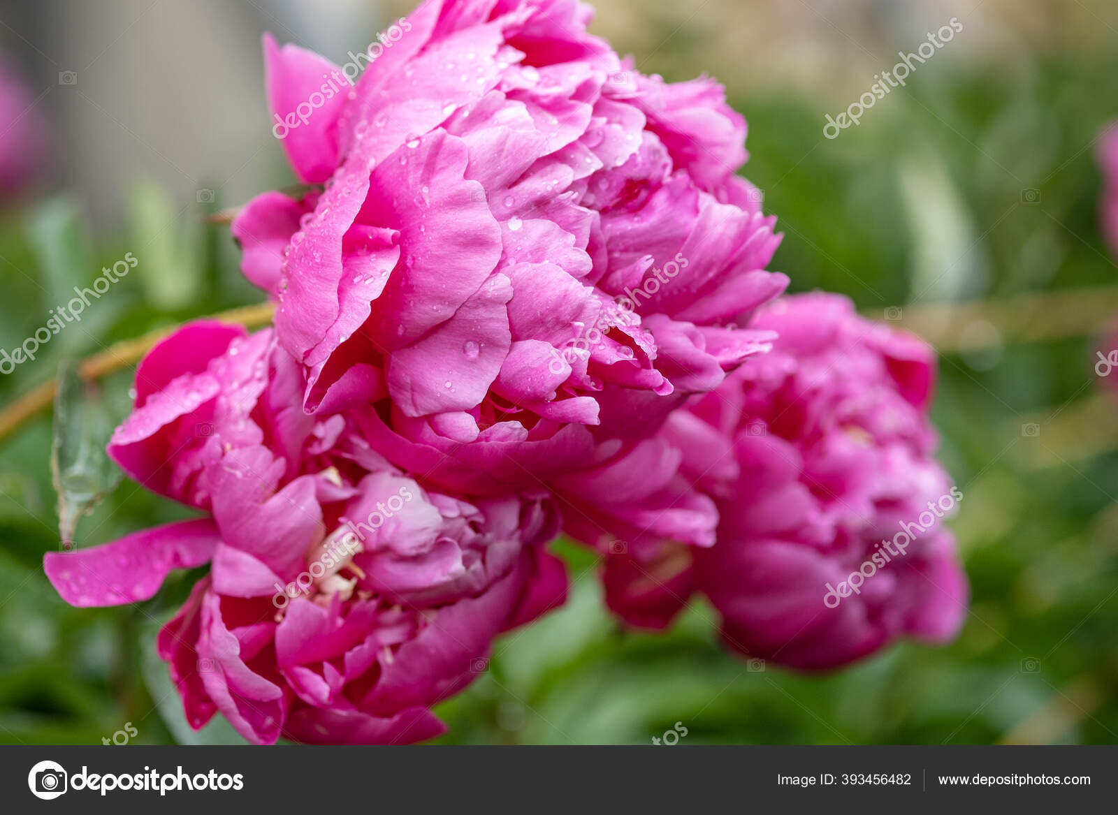 花园里漂亮的粉色牡丹有水滴的花园牡丹花 图库照片 C Lizaelesina 花园里漂亮的粉色牡丹有水滴的花园牡丹花 图库照片 C Lizaelesina