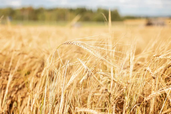 Barley field. Beards of golden barley close up. Beautiful rural landscape. Background of ripening ears of meadow barley field. Rich harvest concept - Image