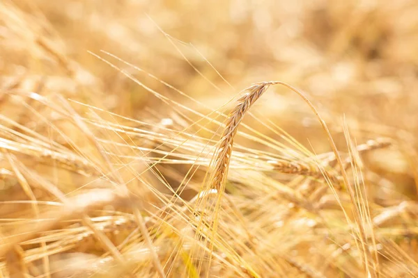 Barley field. Beards of golden barley close up. Beautiful rural landscape. Background of ripening ears of meadow barley field. Rich harvest concept - Image