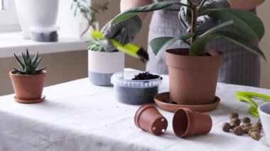 Kadın bahçıvan nakil tesisleri. Ev bahçe işleri ve saksıya çiçek ekme kavramı, ev dekorasyonu - 4K video