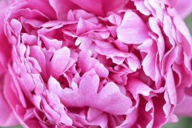 Pembe ve beyaz şakayıklar. Klasik çiçek arkaplanı. Düğün konsepti. Yakın plan - Resim