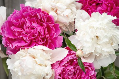 Pembe ve beyaz şakayıklar. Klasik çiçek arkaplanı. Düğün konsepti. Yakın plan - Resim