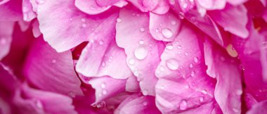 Su damlaları olan şakayıklar. Şakayık çiçekleri. Sancak - Resim