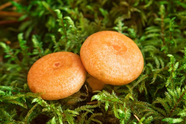 Två Saffransmjölkssvamp Mossa Lactarius Deliciosus Svamp Närbild Skogssvamp Selektivt Fokus — Stockfoto