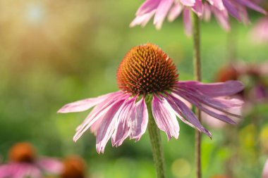 Bahçede Echinacea Purpurea 'ya yakın çekim. Bağışıklığı arttırmak için tıbbi çiçek. Seçici odak - Resim