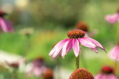 Bahçede Echinacea Purpurea 'ya yakın çekim. Bağışıklığı arttırmak için tıbbi çiçek. Seçici odak - Resim