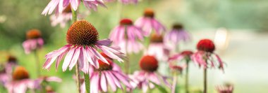 Echinacea Purpurea veya Pembe Coneflower bahçede. Yaz çiçeği arka planı. Seçici odaklanma. Yatay Pankart - Resim
