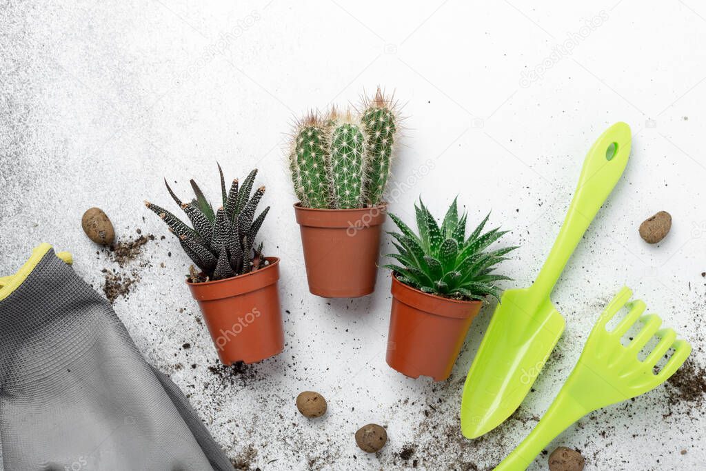 Various succulents in pots, gardening tools on table. Plant transplantation. Concept of indoor garden home, transplanting plants - Image