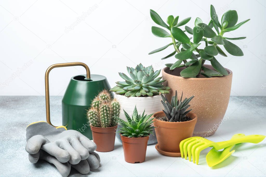 Various succulents in pots, gardening tools and watering pot on table. Plant transplantation. Concept of indoor garden home - Image