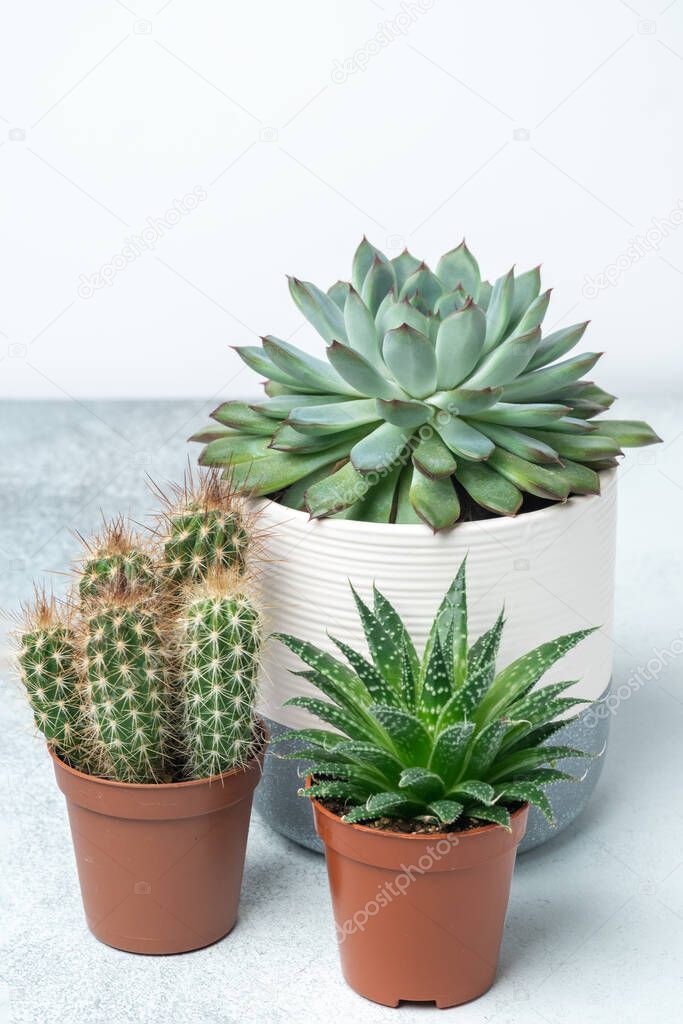 Haworthia, echeveria, cactus in different pots on stone table indoor. Plant transplantation. Concept of indoor garden home - Image