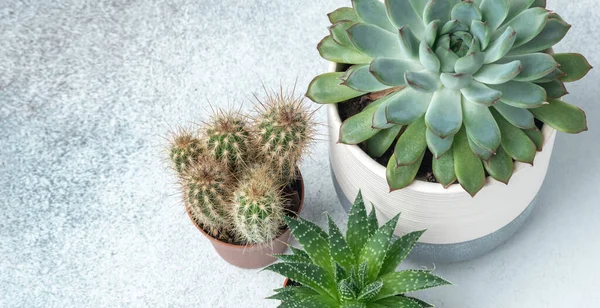 Haworthia Echeveria Cactus Diverse Pentole Tavolo Pietra Indoor Trapianto Piante — Foto Stock